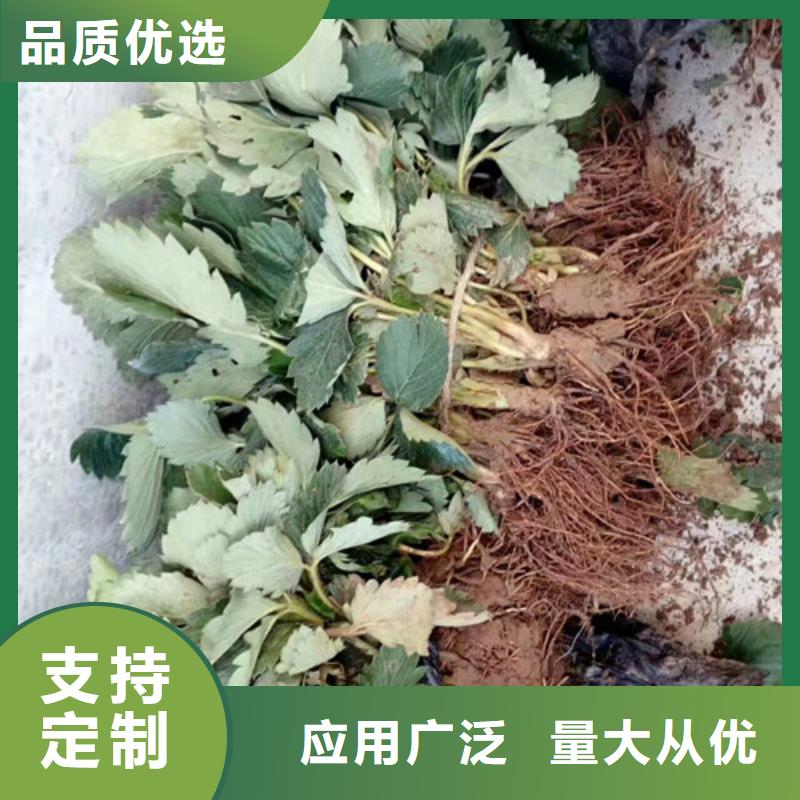 西陵妙香草莓苗厂家供应货源充足