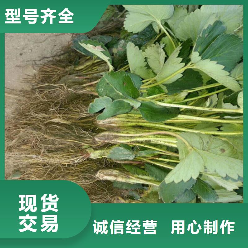 斗门镇白果草莓苗来图定制精心打造