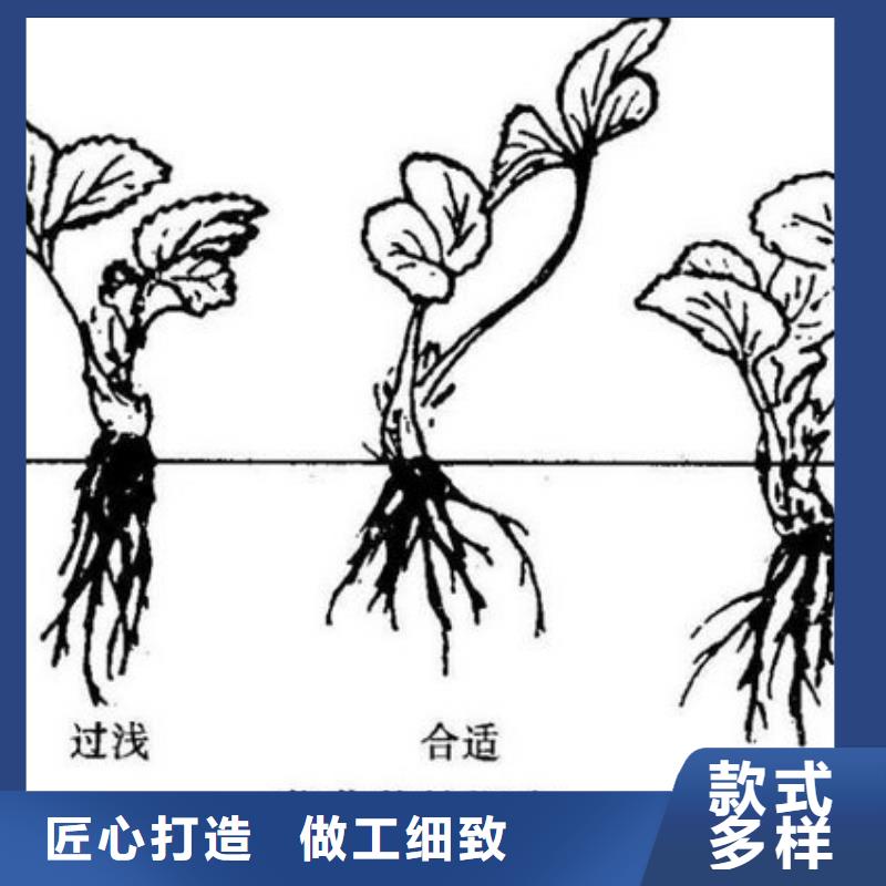 草莓苗_【梨树苗基地】免费寄样附近制造商