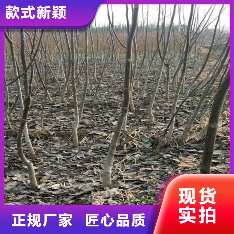 【核桃苗苹果苗基地真正让利给买家】一站式采购商家