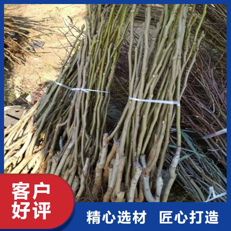 核桃苗青苹果树苗质量三包品质信得过