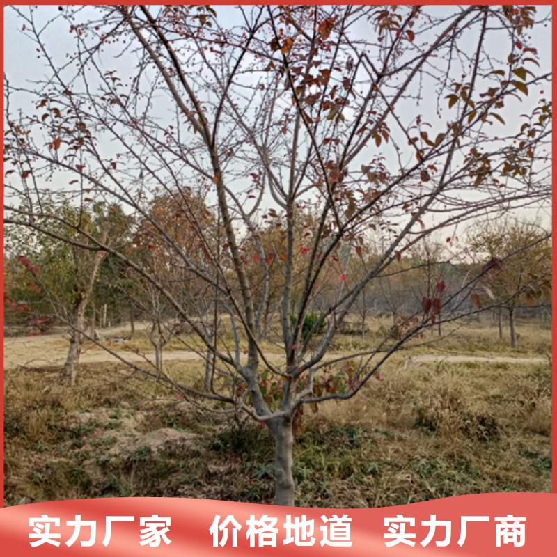 造型法桐厂家直销-发货及时本地公司