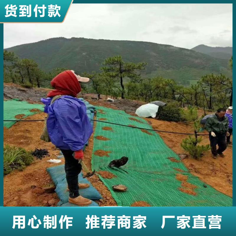 椰纤植生毯-加筋抗冲生物毯实体诚信经营