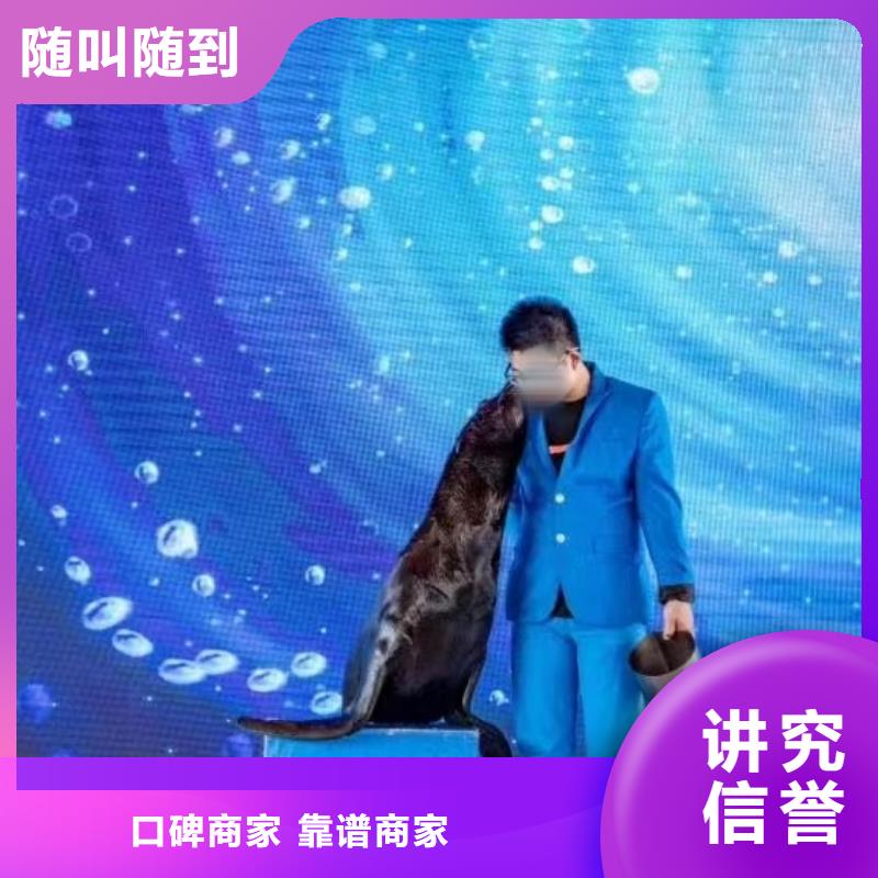 海洋主题动物表演羊驼出租专业公司专业承接