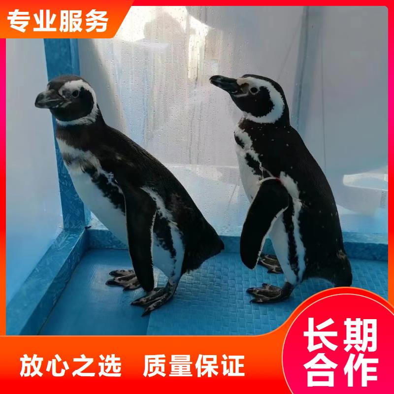 海洋生物展出租联系方式放心之选