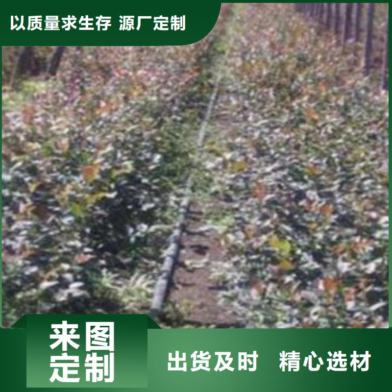 夏普蓝蓝莓树苗生产基地产品优良