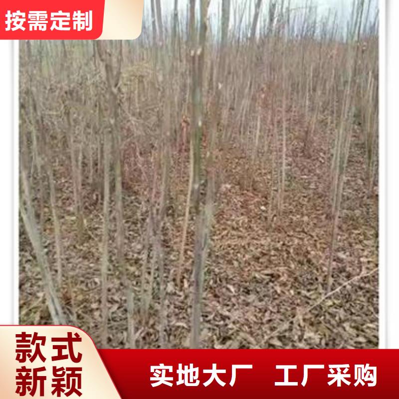 香椿苗批发基地批发货源