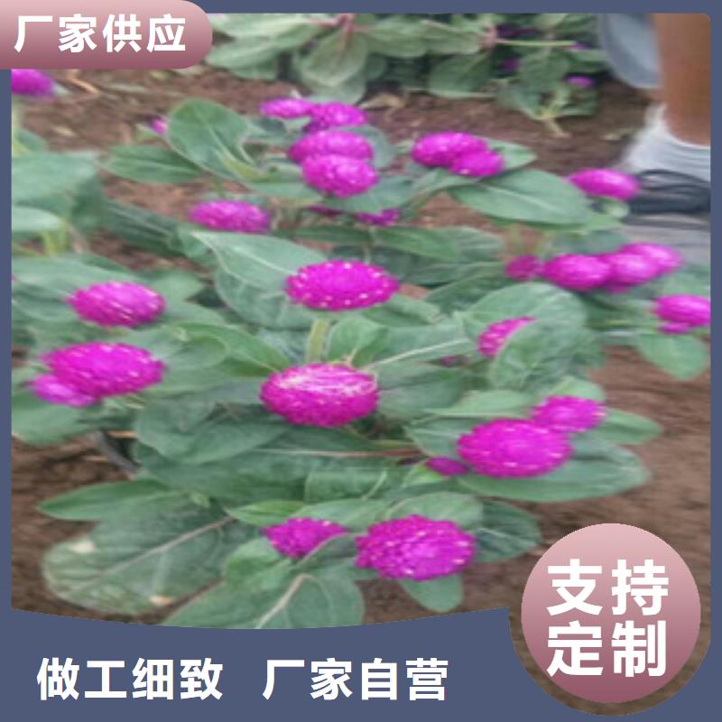 山东青州画眉草运到多少钱一盆厂家供应