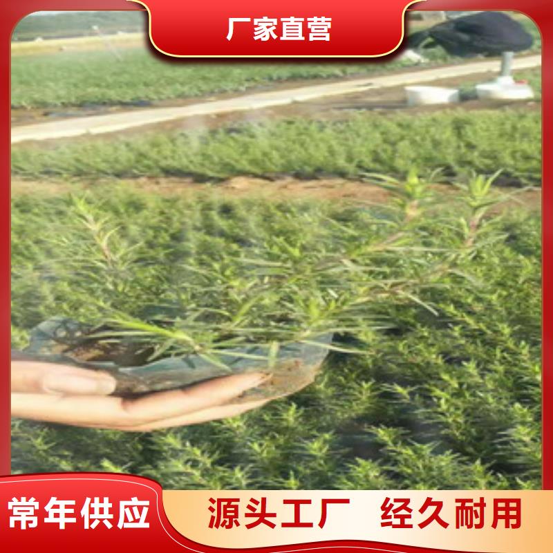 灯芯草山东省青州栽培管理技术设计合理