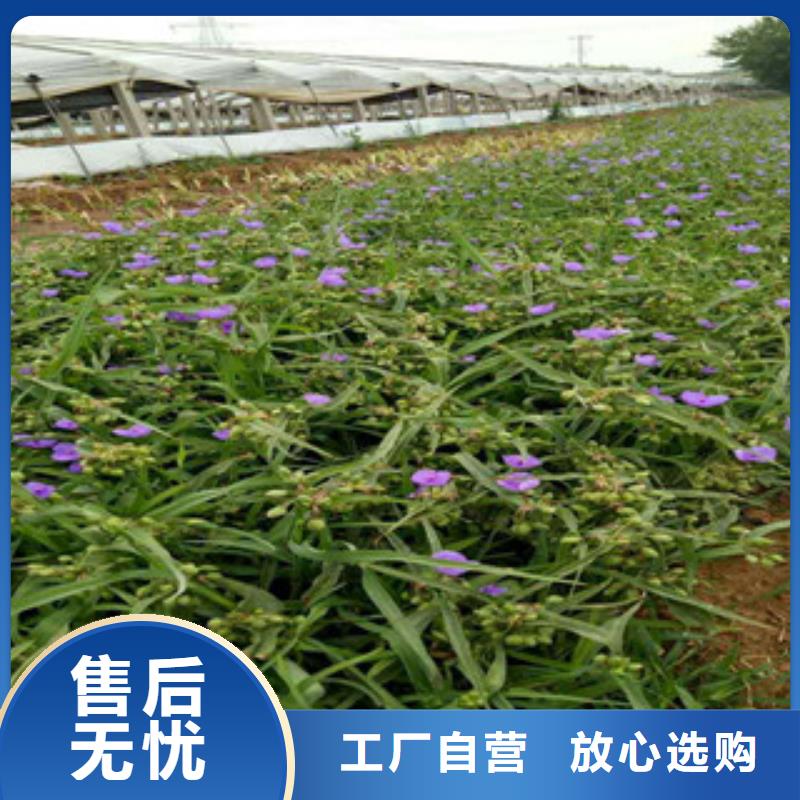 委陵菜山东省青州道路绿化推荐当地公司