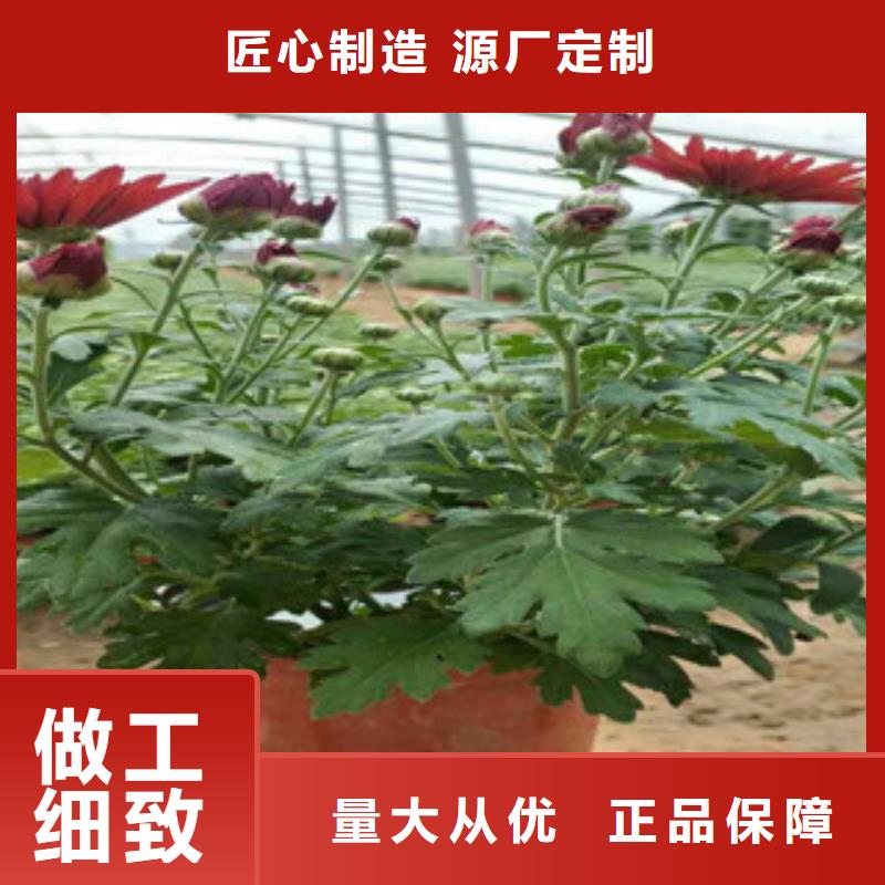 八仙花山东省青州可以种植吗附近厂家