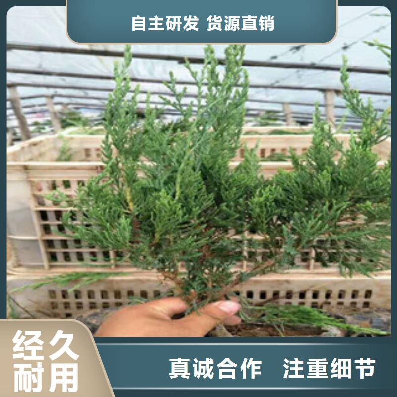 山东青州绿化草花运到多少钱一盆用心做好每一件产品