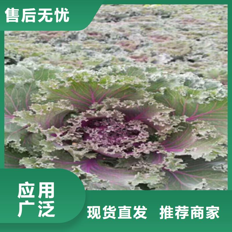 玫红矮牵牛花栽植成活率高选择我们选择放心