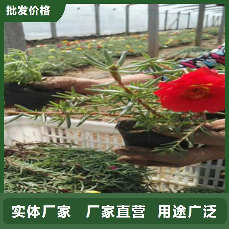 周口市菖蒲山东种植基地销售价格本地品牌