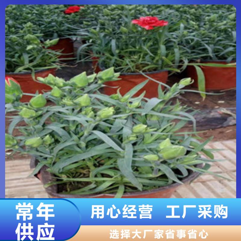 三明市高山紫菀老品牌厂家