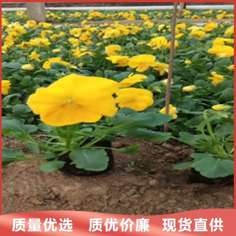 绍兴市落新妇山东种植基地销售价格本地服务商