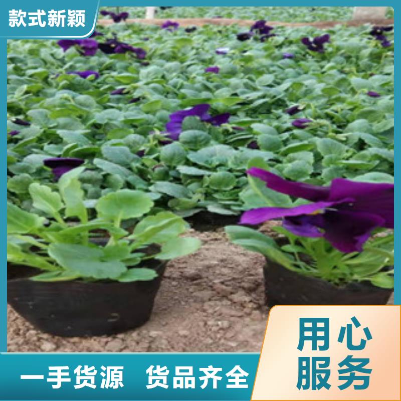 沧州市翠菊山东种植基地销售价格产地直销