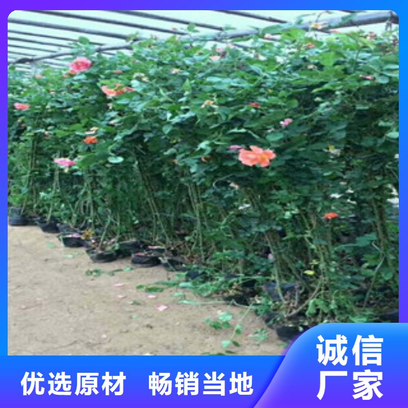 红叶甜菜报价/种植基地在哪附近生产商