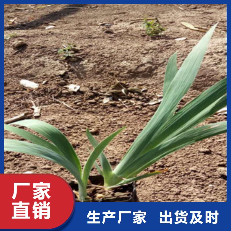 钓钟柳报价/种植基地在哪厂家直发