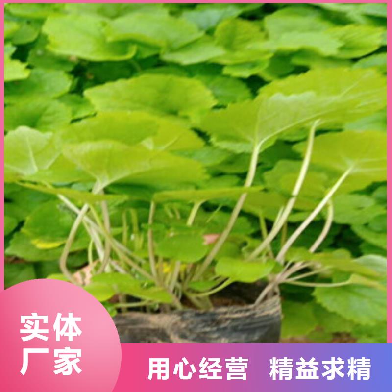 水生植物定制速度快工期短