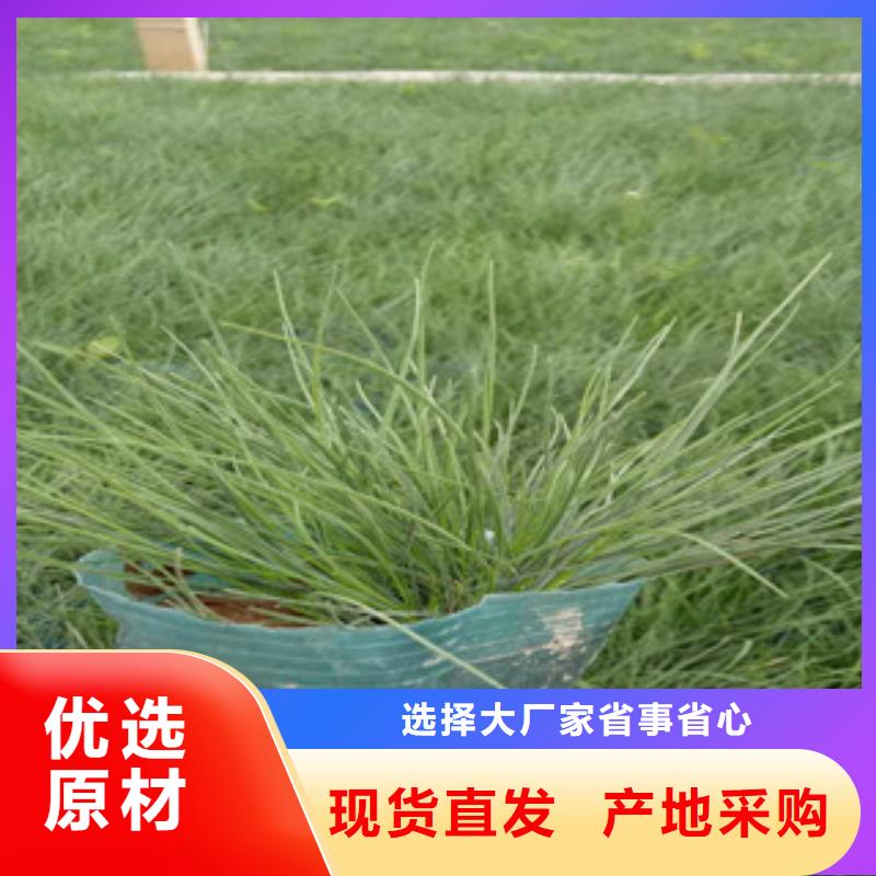 水生植物睡莲哪里价格低当地生产商