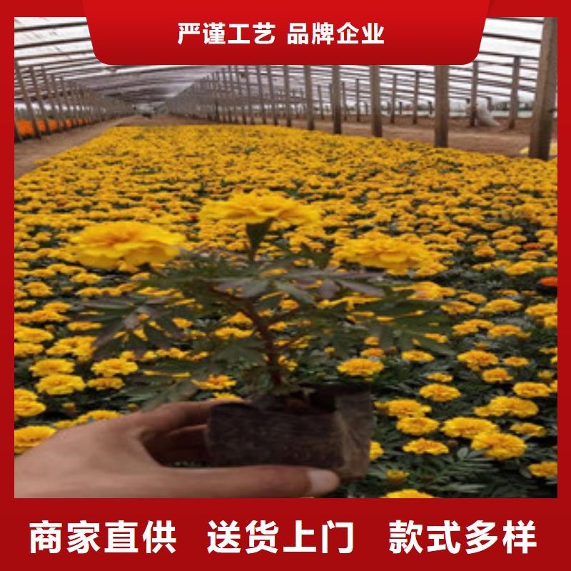 绿化草花产地批发