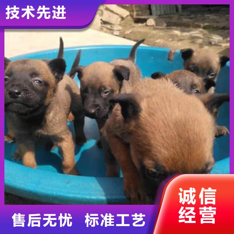 【图】【马犬带芯片】价格多少厂家案例