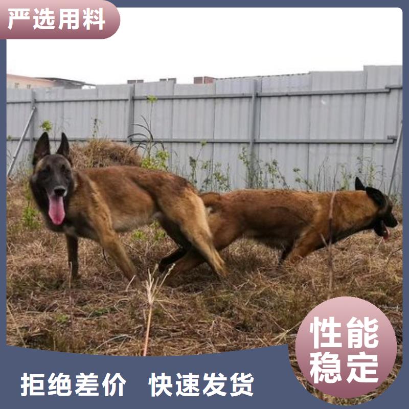 【图】【正宗马犬幼犬】价格，图片（CKU认证犬舍）当地制造商