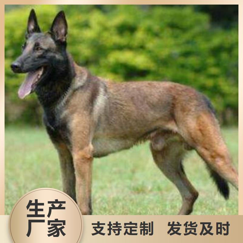 【图】【正宗马犬】多少钱一只【CKU认证犬舍】厂家新品