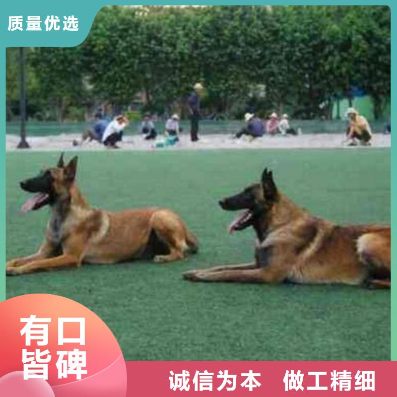 【图】【正宗马犬幼犬】纯种厂家销售