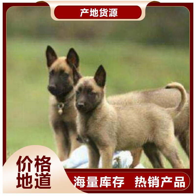 【图】【红马犬】性格怎么样？【CKU认证犬舍】标准工艺