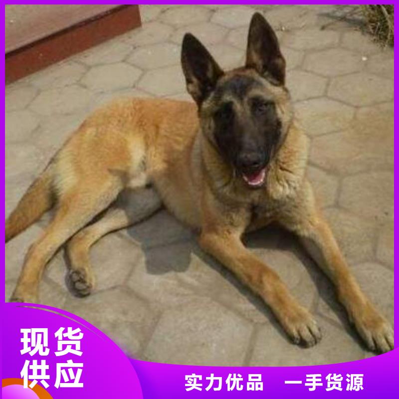 【图】【马犬带芯片】繁育犬舍精心打造