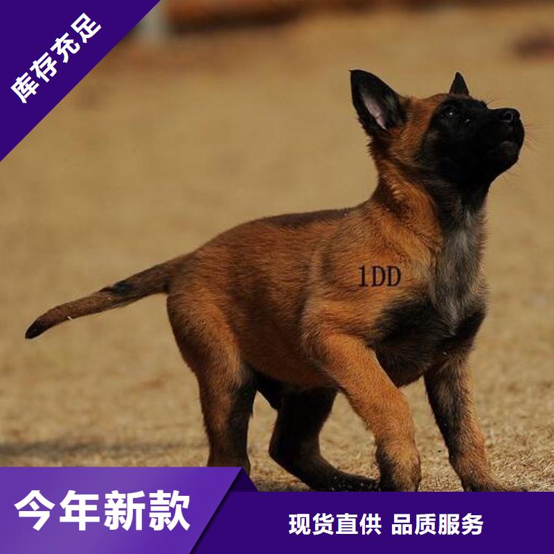 【图】【红马犬】哪里卖实地大厂