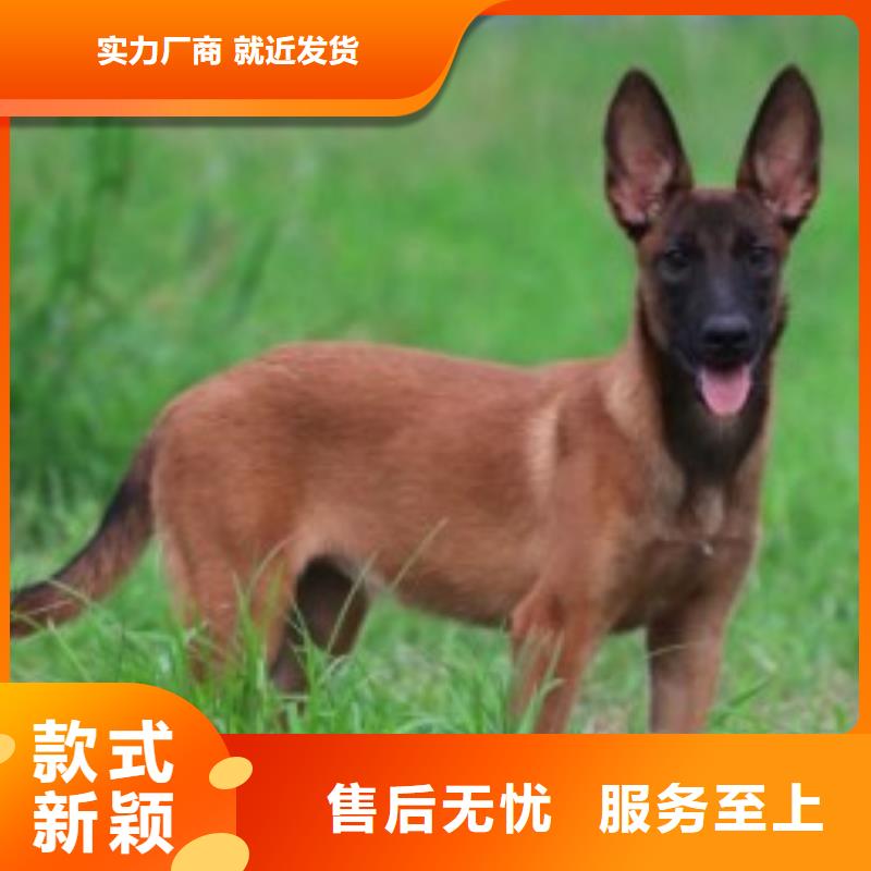 山东【马犬】带血统证明同城公司