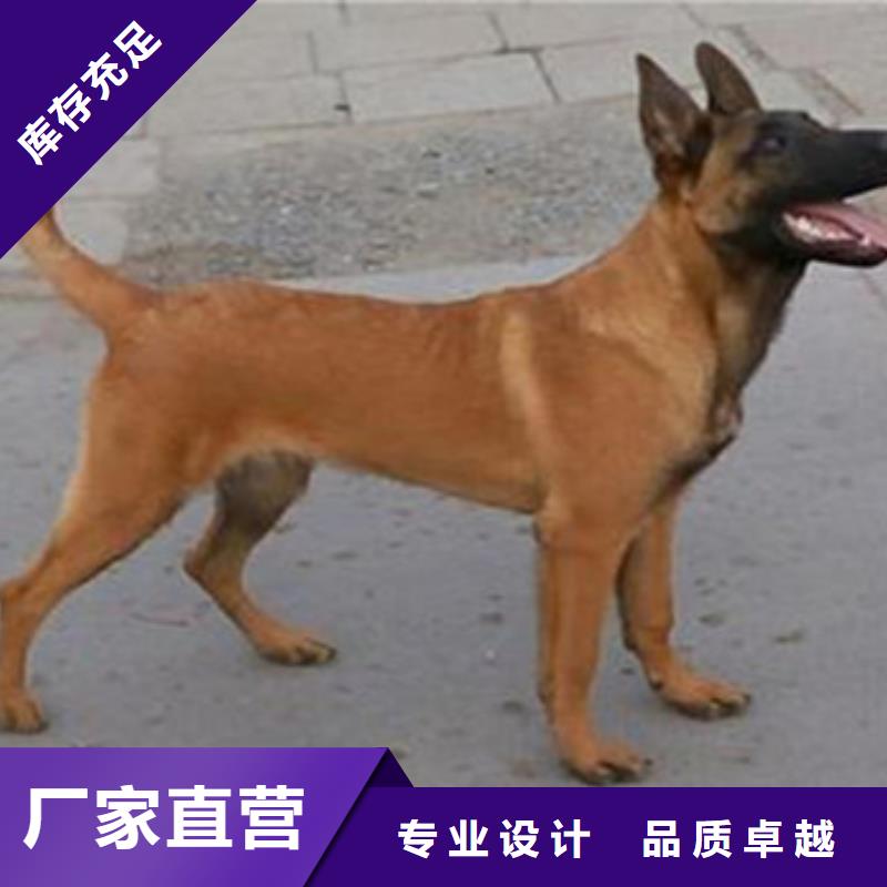 【图】【比利时马犬】价格多少（CKU认证犬舍）优选好材铸造好品质