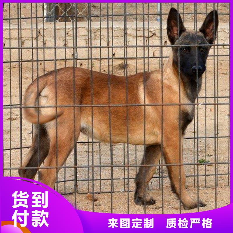 【马犬】包邮放心购