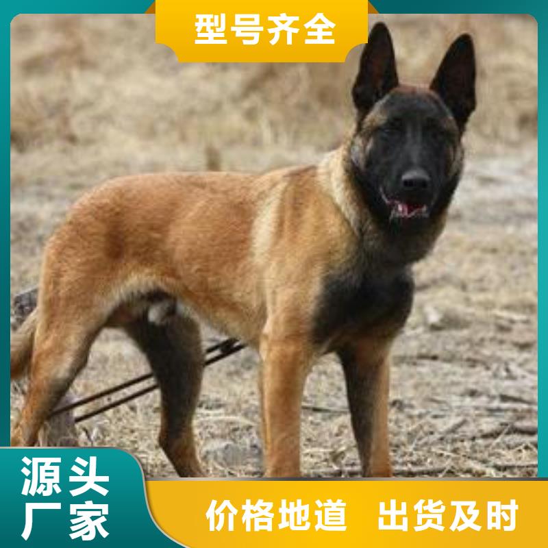 【图】【纯种马犬】性格怎么样？（CKU认证犬舍）产地采购