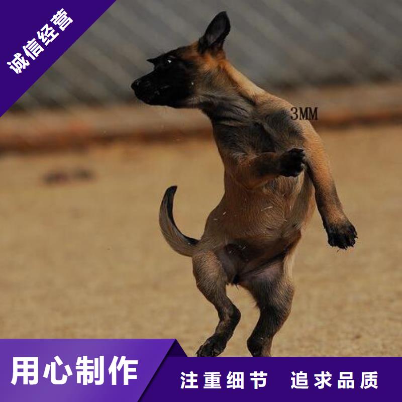 【图】【马犬】血统纯正（CKU认证犬舍）厂家品控严格