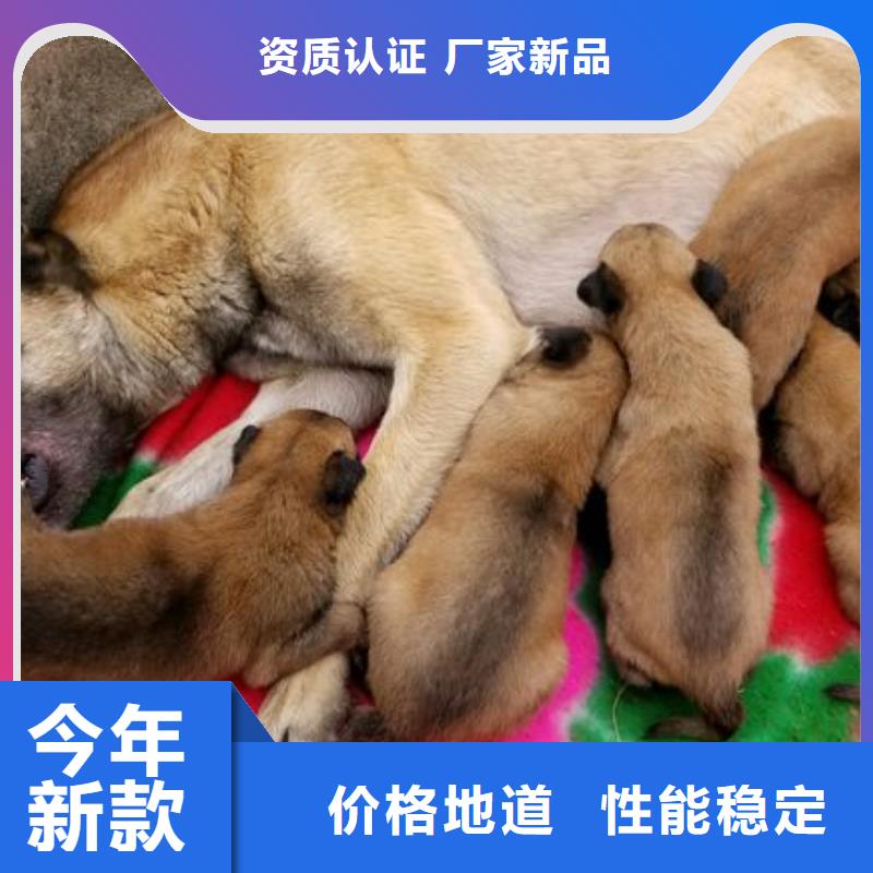 马犬血统纯正性价比高