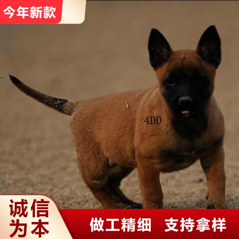 【图】【红马犬】繁育犬舍精品优选