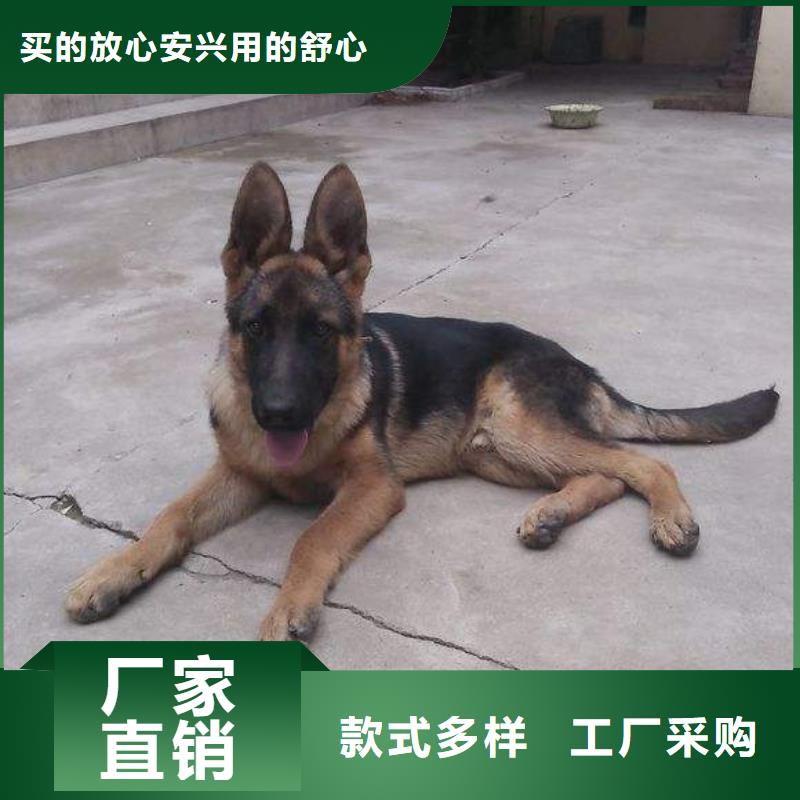 【德国牧羊犬】哪里卖详细参数