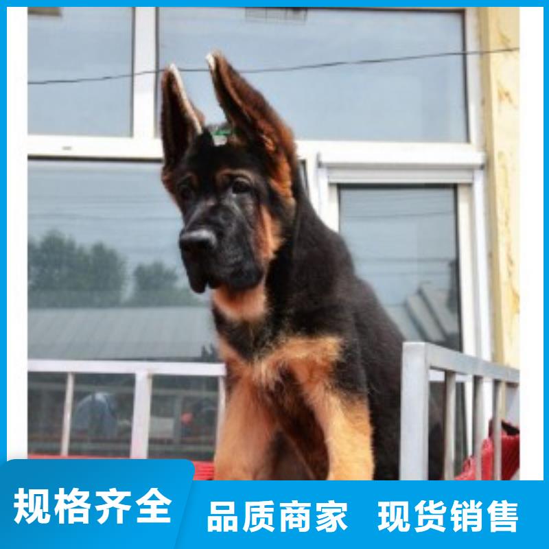 【纯种德国牧羊犬】繁育犬舍高标准高品质