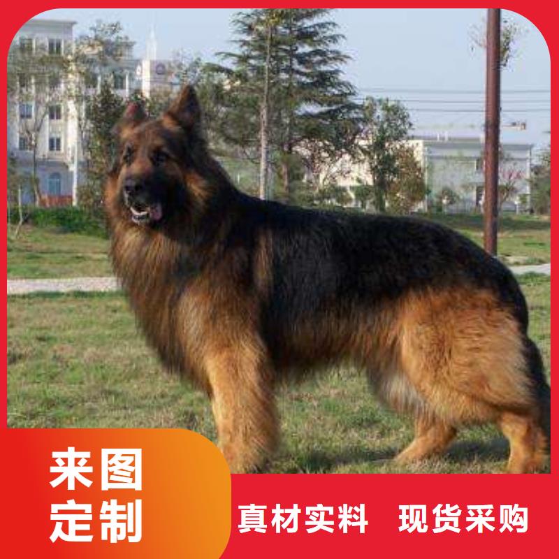 【纯种德国牧羊犬】繁育犬舍同城生产厂家